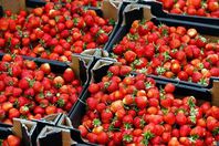 حظر صادرات الفراولة المصرية