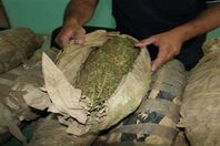 صورة المخدرات