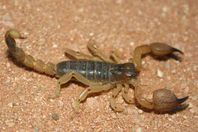 وفاة طفلة بسبب نقص مصل العقرب بالأقصر