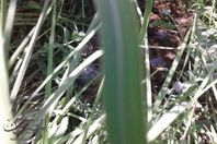 حمير مذبوحة بالفيوم في أيام الفطر