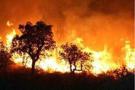 حريق الغابات فى الجزائر