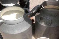 البان فاسدة ــ ارشيفية