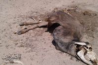 الحمي القلاعية تجتاح الفيوم