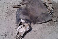 الحمي القلاعية تجتاح الفيوم