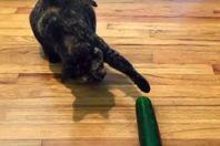 قطط تخاف الخيار