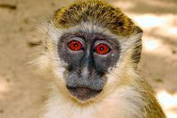 القردة روبي