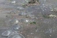 قناديل البحر