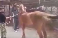 قائد لبشار يقدم فرسا عربيا وجبة للأسود