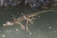 تمساح يثير الذعر بالشرقية