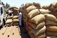 توريد القمح 
