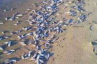 نفوق الأسماك