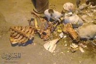 العثور على العثور على عظام حمير مدبوحة فى المحله الكبرى