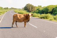 الإعدام لبقرة عبرت الحدود بطريقة غير شرعية