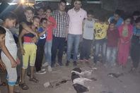 القضاء على كلب مسعور بعد عقره 23 شخصًا في الغربية

