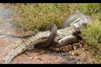 افعي تبتلع تمساح