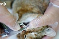 العالم يشهد اكتشاف حيوان جديد