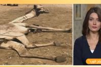 صورة من الفيديو
