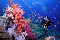 البحر الاحمر