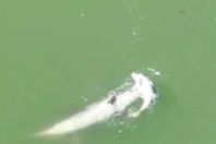 دولفين ينقذ صغيره