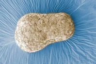 علماء يطورون أول نظير لجنين بشري داخل مختبر