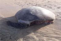 سلحفاة " وادي الجمال "