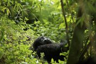 غوريلا جبلية