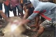 فيديو مروع.. إخراج جثة سيدة من بطن تمساح