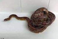 بعد عودة النشاط التجاري.. الثعابين احتلت المتاجر بدولة أوربية