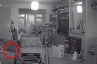 بالفيديو.. شبح قطة يظهر في ذكرى وفاتها 
