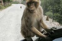 ليست نكتة.. المؤبد لقرد ارتكب هذه الجريمة