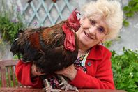 الديك موريس