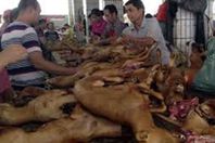 كورونا آخر الحسابات.. انطلاق مهرجان لحوم الكلاب بالصين