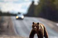 إعدام دب في إيطاليا يثير احتجاجات واسعة