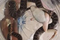 رعب بمدينة عربية.. الثعابين تحتل الشوارع