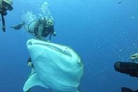 القرش الحوتي