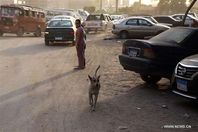 انتشار القطط والكلاب بشوارع القاهرة