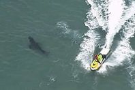 سمكة قرش بطول 3 أمتار تقتل راكب أمواج