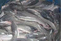 2017-636279568816442319-644