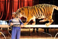 إصابات مروعة لمدرب نمور