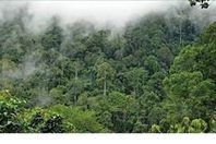 غابات الامازون