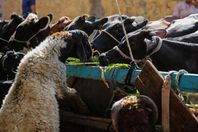 thumbs_b_c_02d7e86ebc8f1ac0fa73a4c63b3c0004