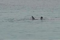 196-170441-shark-devours-russian-egypt_700x400