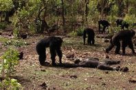 مجموعة قرود تقتل "طاغية" وتسحل جثته