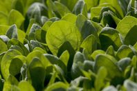 السبانخ وأخواتها ضد الزهايمر