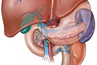 الجمعية القومية لأمراض الكبد والجهاز الهضمى ندوة طبية، يوم الجمعة القادم، عن نزيف الجهاز الهضمى العلوى والسفلى 