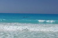 خبير يكشف أسباب ظهور "حوت مارينا"