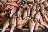 ضبط كمية من الأسماك مجهولة المصدر