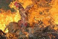 حريق هائل يلتهم مزرعة دواجن بمركز بدر