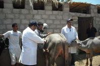 حملة بيطرية ضد مرض "الجلد العقدي للماشية"