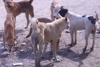 100 كلب ضال تلتهم جسد "مسنة"